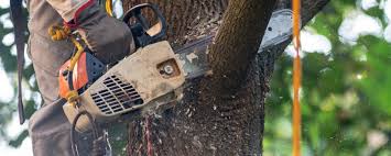 Professional Tree Care in Rio Vista, CA