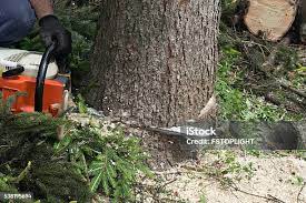 Best Tree Preservation Services  in Rio Vista, CA