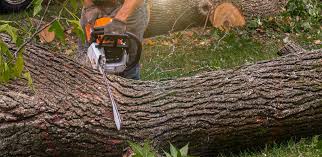 How Our Tree Care Process Works  in  Rio Vista, CA