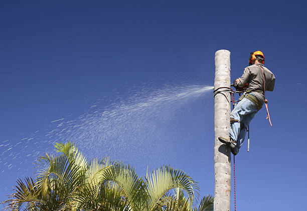 Best Firewood Processing and Delivery  in Rio Vista, CA