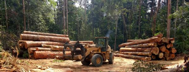 Best Tree Risk Assessment  in Rio Vista, CA