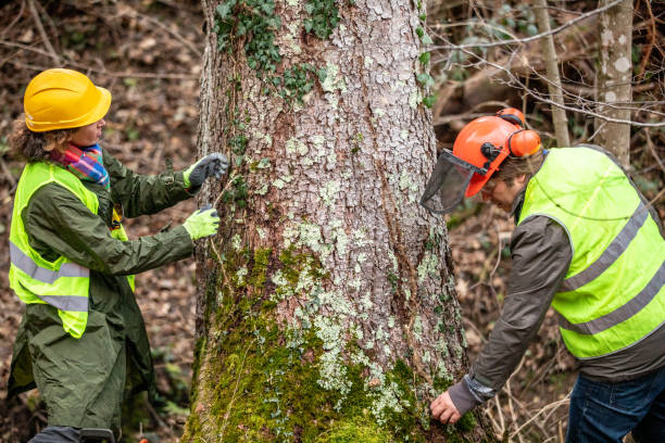 Best Root Management and Removal  in Rio Vista, CA