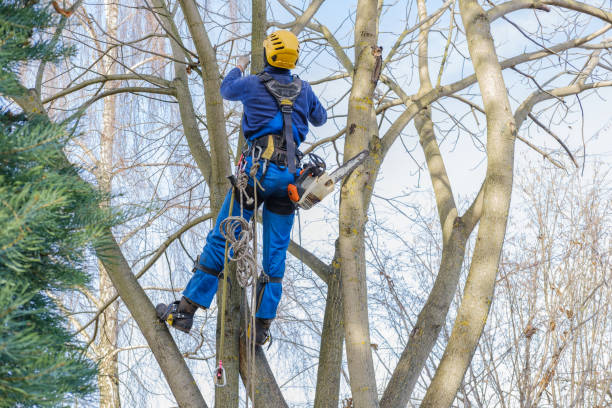 Best Lawn Maintenance Plans  in Rio Vista, CA