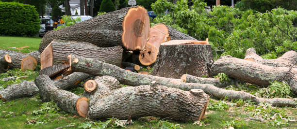 Best Hazardous Tree Removal  in Rio Vista, CA