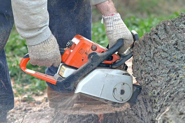 Lawn Pest Prevention in Rio Vista, CA