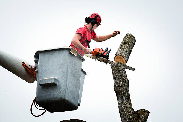 Best Storm Damage Tree Cleanup  in Rio Vista, CA