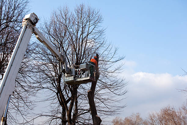 Best Tree Mulching  in Rio Vista, CA