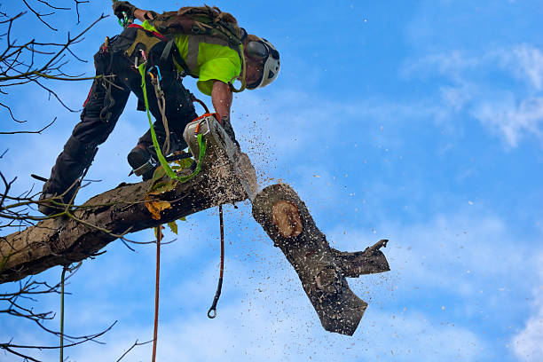 Best Leaf Removal  in Rio Vista, CA